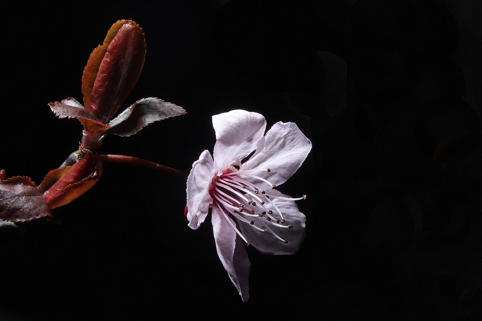 Cherry blossom (Prunus Nigra)