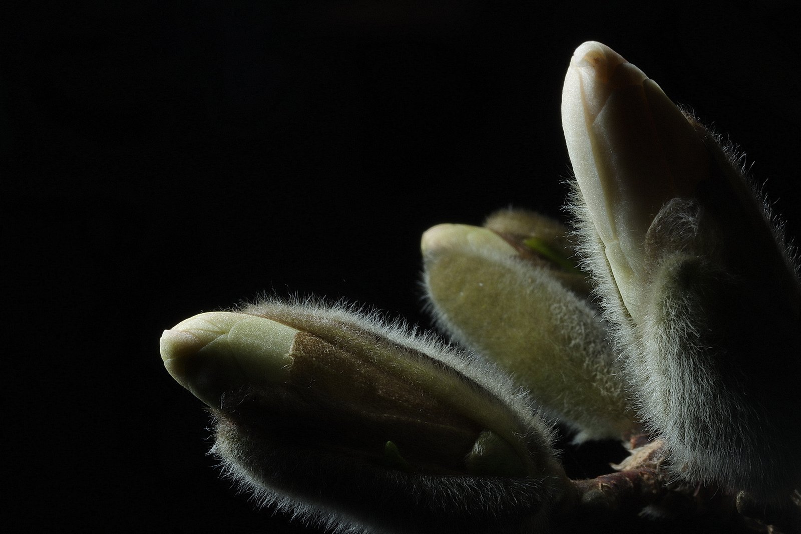 white catkins on bare branches of Star Magnolia, Magnolia stellata