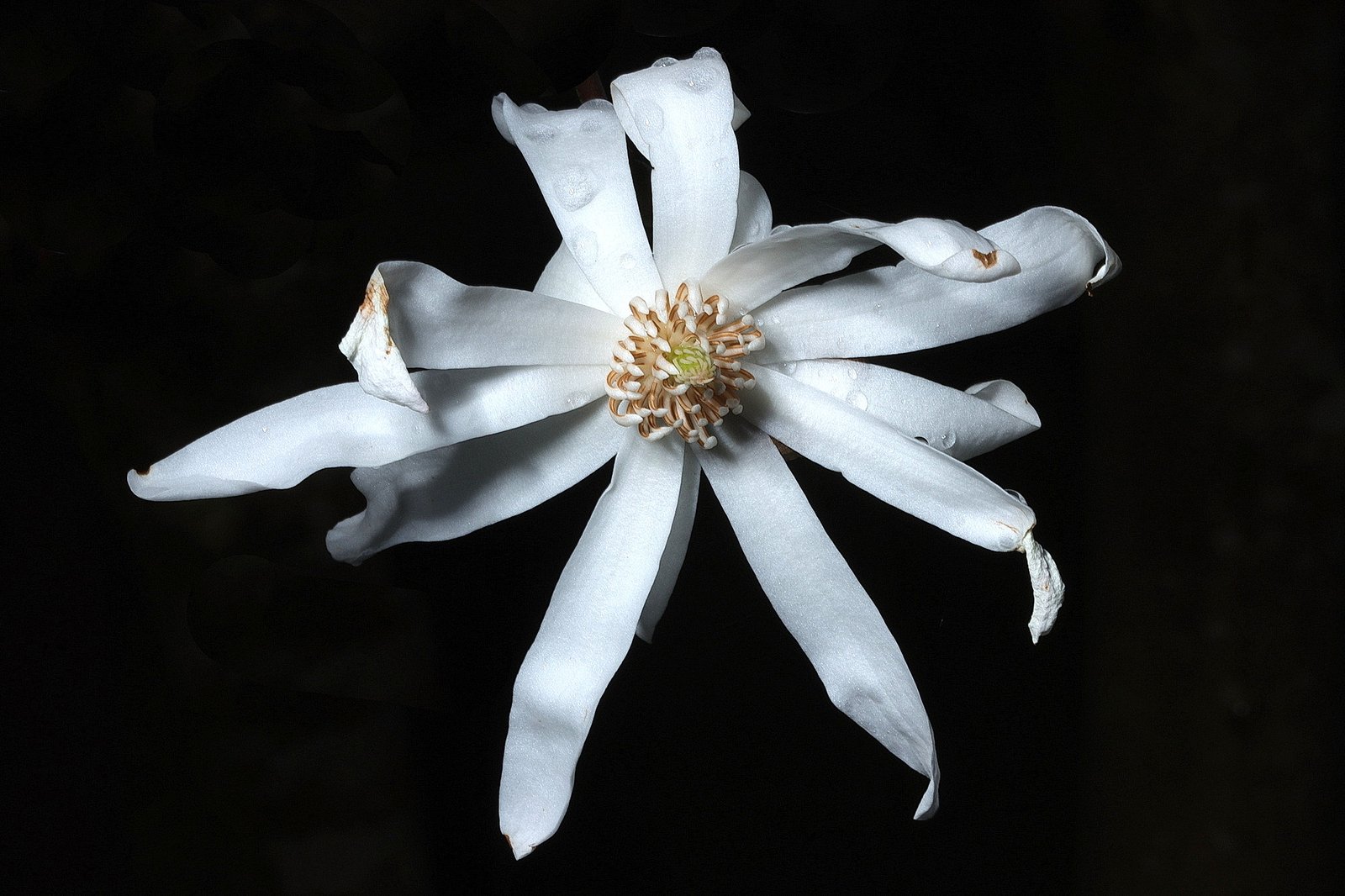 Flower of Star Magnolia, Magnolia stellata
