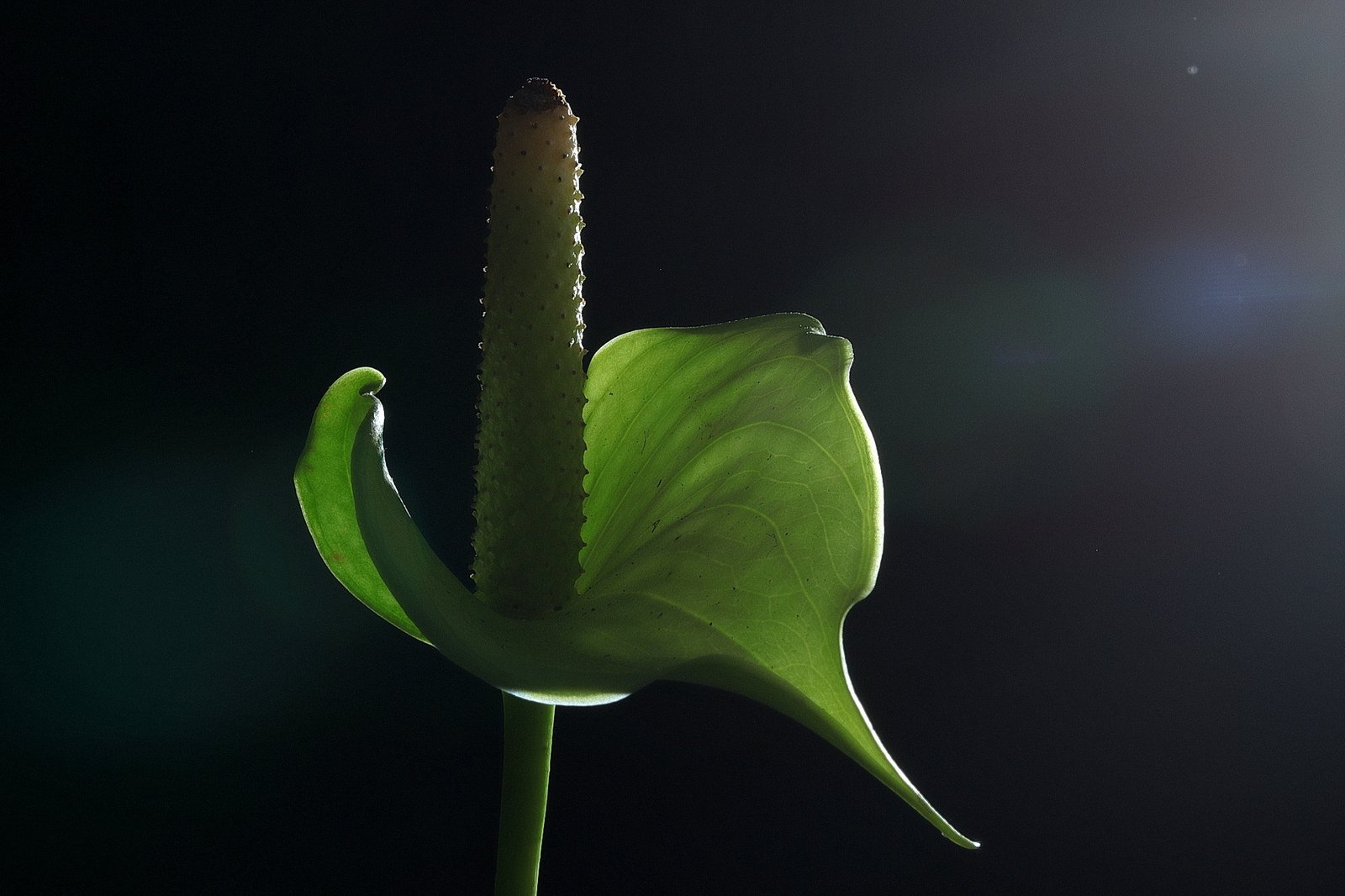 Flamingo flower (Anthurium)