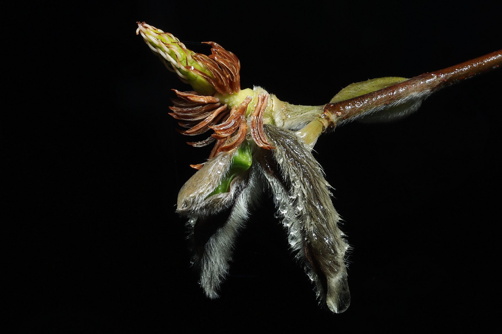 Wilting  flower of Star Magnolia, Magnolia stellata