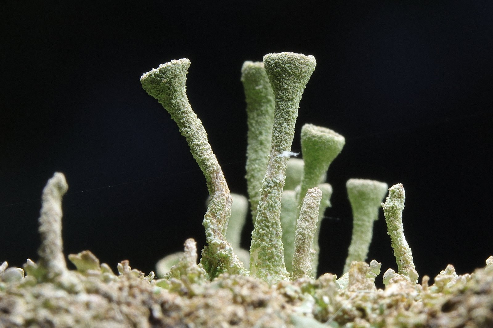 Small trumpet lichens (Cladonia fimbriata)