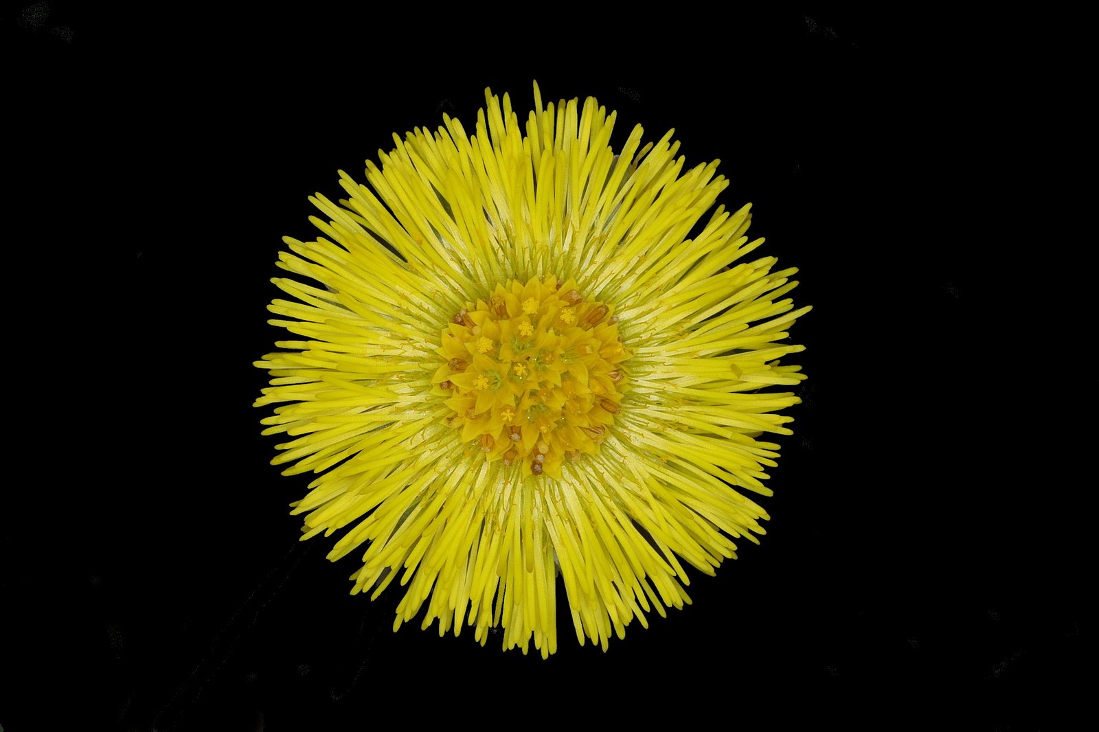 Colt's-foot (Tussilago farfara)