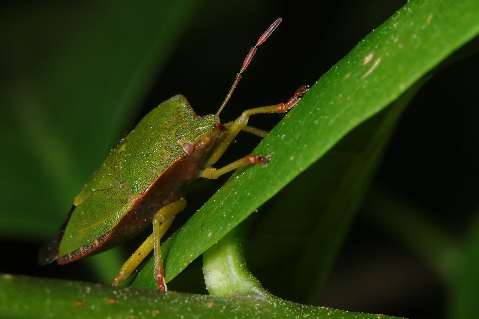 Green shield bug (Palomena prasina)