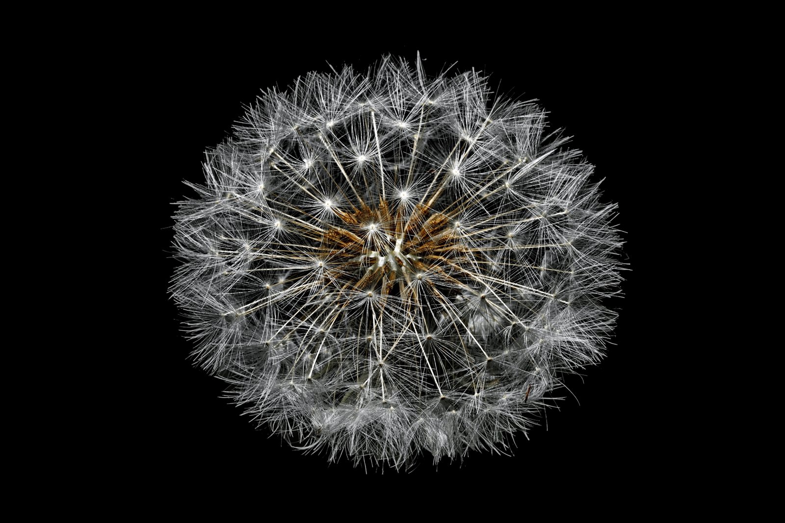 Klein hoefblad (Tussilago farfara)