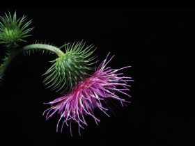 Thistle
