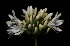 IMG_5940