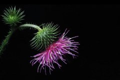 Thistle