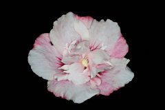 Hibiscus syriacus 'Admiral dewey'