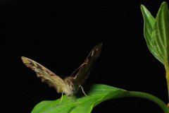 Speckled wood (Pararge aegeria)