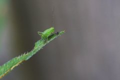 Speckled bush-cricket