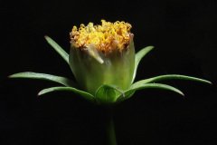 Flower on a black background