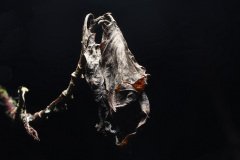 Faded leaf