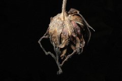 faded rose