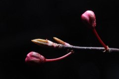 Buds on Prunus nigra branch