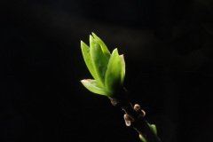 Ligustrum vulgare (Common Privet)