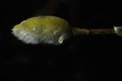 Fluffy white catkins on bare branches of magnolia tree