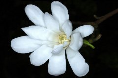 Flower of Star Magnolia, Magnolia stellata