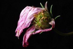 Wilting  flower