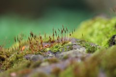 IMG_0068