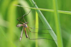 Mosquito tipulidae (Crane fly) with green eyes and long legs