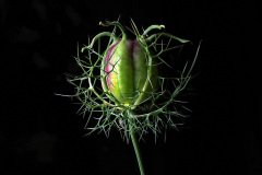 Wilted flower of the Nigella  'Love in a mist'