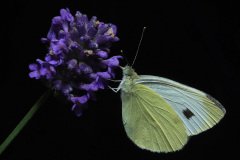 Small White (Pieris rapae) on lavendar