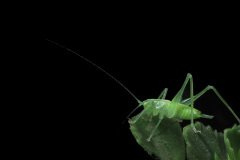 Oak Bush-Cricket (Meconema thalassinum)