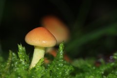 IMG_0356