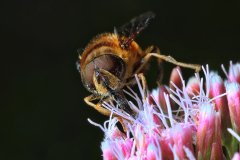 IMG_0388