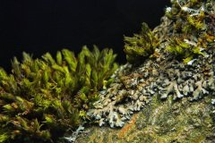 Fungus on a tree branch