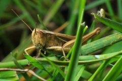 In the photo, you can see two insects: The larger insect in the photo is a grasshopper.   The smaller insect on the grass blade to the right appears to be a young cicada, also known as a nymph (Cicada nymph)