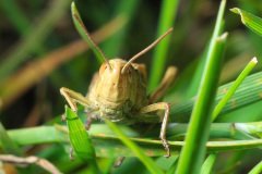 Grasshopper