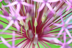 Allium