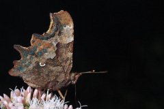 Comma (Polygonia c-album)