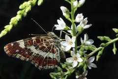 Map Butterfly (Araschnia levana)