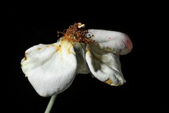 IMG_0620