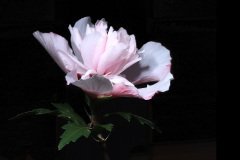 Hibiscus syriacus ‘Admiral dewey‘
