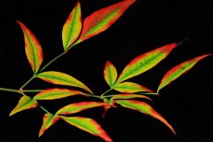 Heavenly bamboo (Nandina Domestica)