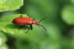 Cardinal beetle