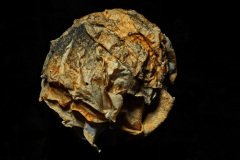 Withered Rose