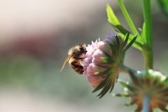 IMG_1047