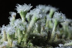 Small trumpet lichens (Cladonia fimbriata)
