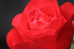 IMG_1118