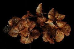 IMG_11312