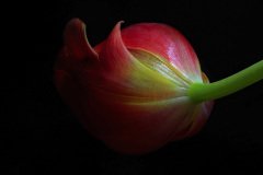 IMG_11982