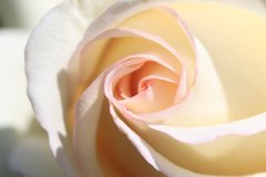 IMG_1306