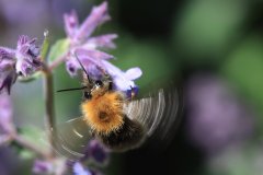 IMG_1319