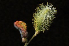 IMG_1534