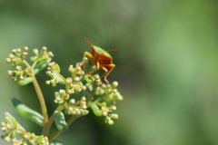 Groene schildwants (Green shield bug)